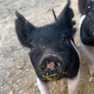 Meet your Posher, Kerry ann